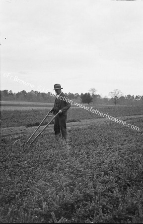 IN THE NURSERY FORESTRY CLEARING THE DRILLS